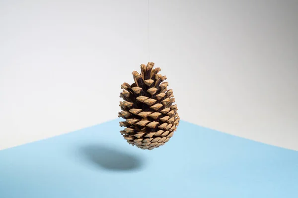 Pine Cone Soaring White Blue Background — Stock Photo, Image