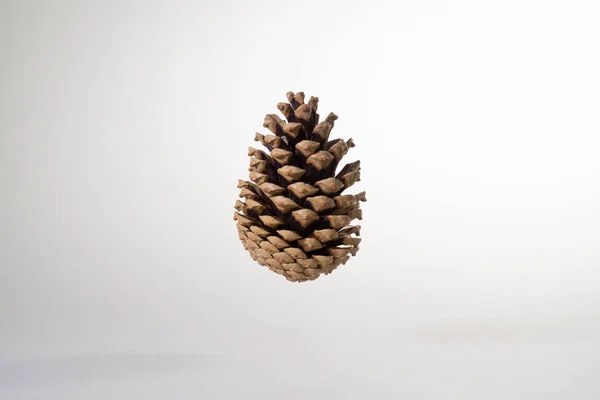 Cone de pinheiro no ar sobre um fundo branco — Fotografia de Stock