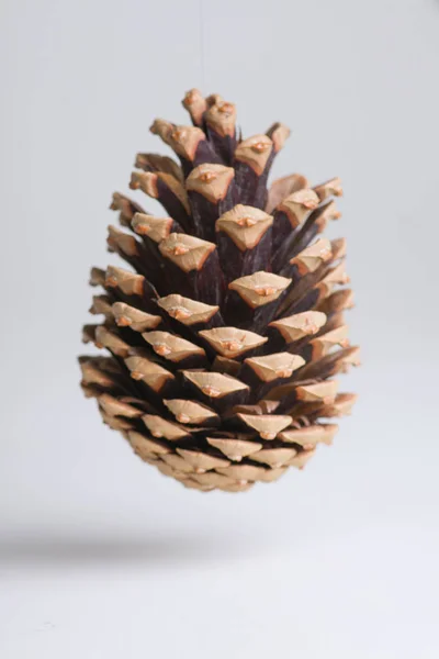 Pine cone in the air on a white background — Stock Photo, Image