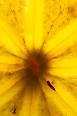 Trabzon hurması arkadan aydınlatmalı hamuru kesme. Yarı saydam Trabzon hurması yakın çekim