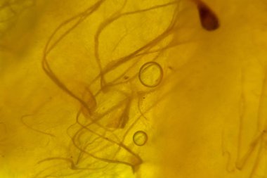 Şeffaf arka ışıklandırmalı meyve hamuru yakından. Özet et et ve fiber makro resim