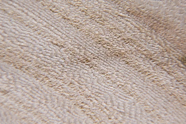 Textura de madera, fondo de madera. Corte de árboles de cerca, macro . — Foto de Stock