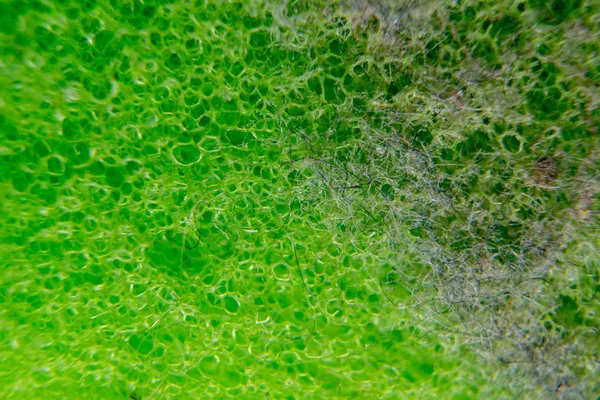 Povrch plastových zelená houba s prachem na něm. Detail textury. Makro obrázek zelená houba a prachu. — Stock fotografie