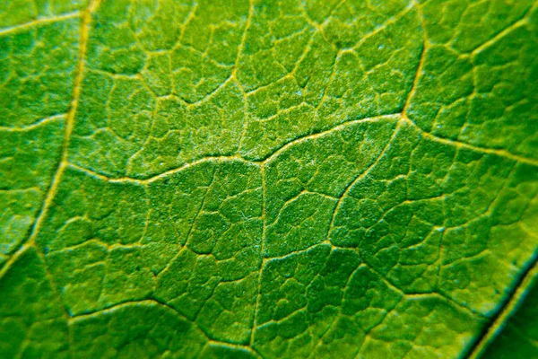 Green leaf close-up background. Leaf macro shot. — Stock Photo, Image