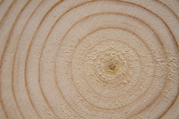 Pine tree trunk cross-section with annual rings. Lumber piece close-up. — Stock Photo, Image