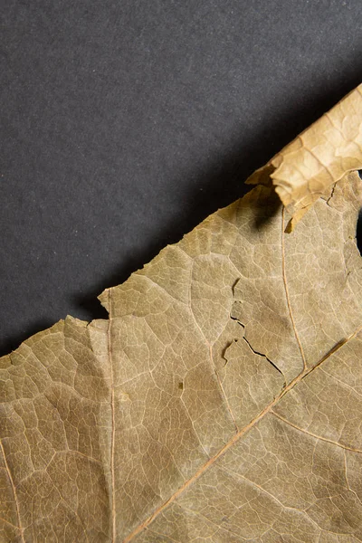 Folha castanha seca sobre fundo preto. Close-up, macro de uma folha de outono . — Fotografia de Stock