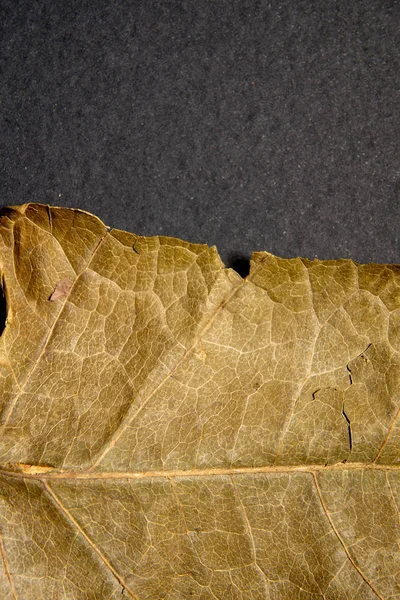 Dry brown leaf on black background. Close-up, macro of an autumn leaf.
