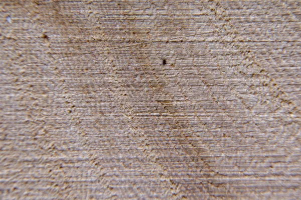 Wood texture, wood background. Tree cut close-up, macro. — Stock Photo, Image