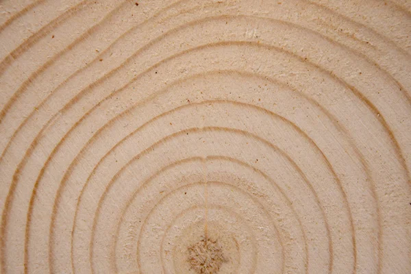 Seção transversal de tronco de pinheiro com anéis anuais. Peça de madeira close-up . — Fotografia de Stock