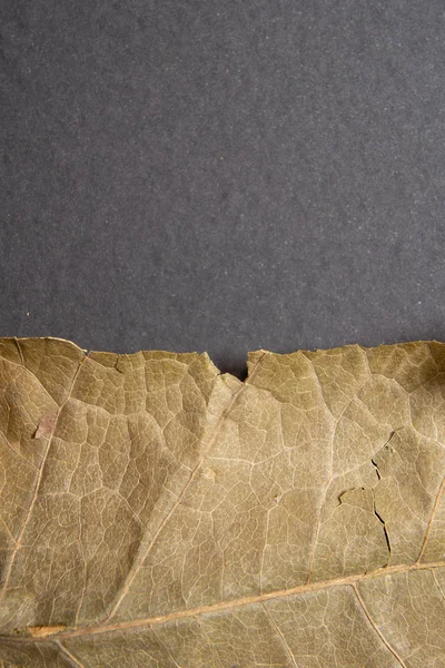 Dry brown leaf on black background. Close-up, macro of an autumn leaf.
