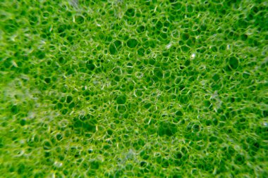 Plastik yeşil sünger yüzeyine. Yakın çekim doku. Makro resim yeşil maki sünger