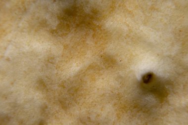 Tuzlu bisküvi kraker kabuk yakın çekim shot, aşırı makro.