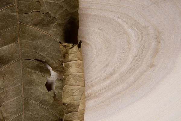 Dry leaf on wooden background macro shot. Wood annual rings and dry leaf close-up. — Stock Photo, Image