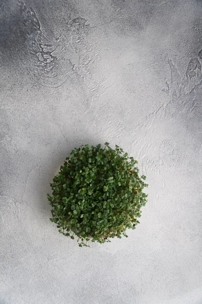Arugula sprouts growing in round plate on bright textured table, top view with copy space. Organic cooking and menu. — Stock Photo, Image