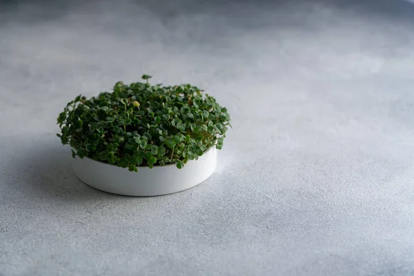 Brotos de Arugula crescendo em placa redonda em mesa texturizada brilhante, com espaço de cópia. Culinária orgânica e dieta . — Fotografia de Stock