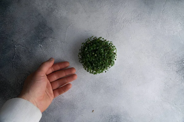 Brotos de Arugula crescendo em placa redonda e uma mão sobre mesa texturizada brilhante, vista superior com espaço de cópia. Cozinha orgânica e menu . — Fotografia de Stock