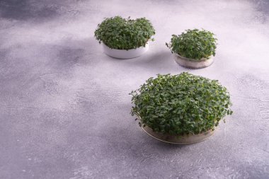 Parlak dokulu yüzeyüzerinde üç yuvarlak kaplarda Microgreens. Lahana, microgreens, sağlıklı beslenme kavramı. Bilim, biyoloji.