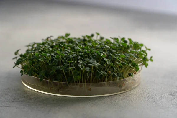 Arugula spruiten groeien in ronde plaat op heldere getextureerde tafel, met Kopieer ruimte. Biologisch koken en dieet. — Stockfoto