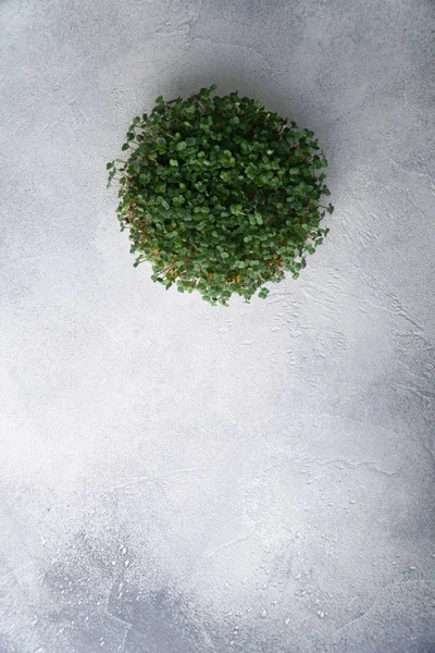 아루굴라 새싹은 밝은 질감의 테이블에 둥근 접시에 성장, 복사 공간 상단보기. 유기농 요리 및 메뉴. — 스톡 사진