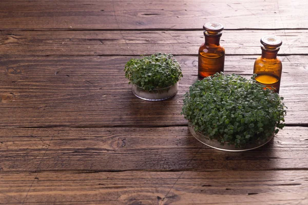 Microgreens en recipiente redondo y pequeños viales de vidrio sobre mesa de madera. Brotes, microgreens, concepto de alimentación saludable. Ciencia, biología . —  Fotos de Stock
