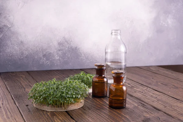 Micro greens in ronde container en kleine glazen flesjes op houten tafel. Spruiten, micro greens, gezond eetconcept. Wetenschap, biologie. — Stockfoto