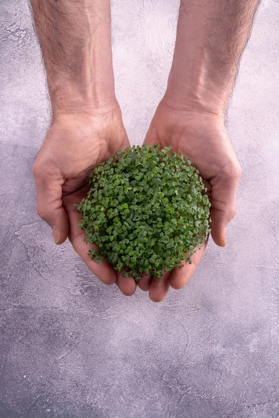 明るいテクスチャの背景に男性の手に新鮮なマイクログリーンの芽。生態学、生物学、マイクログリーン. — ストック写真