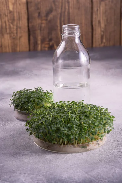 Microgreens in round containers and a glass bottle on bright textured surface against rustic wooden background. Sprouts, microgreens, healthy eating concept. Science, biology. — Stock Photo, Image