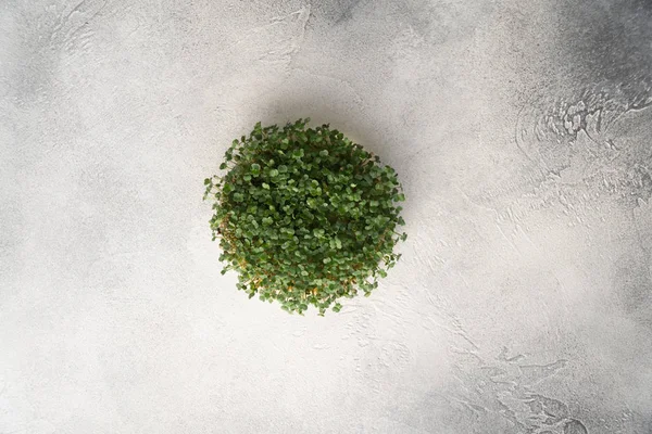 Arugula sprouts growing in round plate on bright textured table, top view with copy space. Organic cooking and menu. — Stock Photo, Image