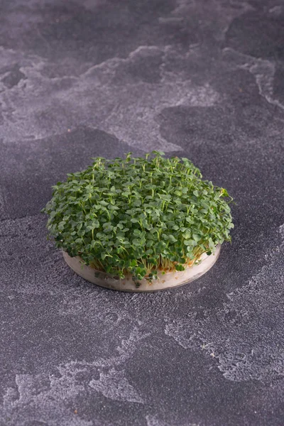 Microgreens in round container on dark slate textured surface. Sprouts, microgreens, healthy eating concept. Science, biology. — Stock Photo, Image