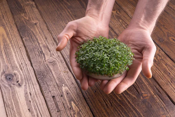 Verse microgroene spruiten in mannelijke handen op houten achtergrond. Ecologie, biologie, micro greens concept. — Stockfoto