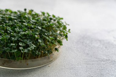 Arugula parlak dokulu masa üzerinde yuvarlak plaka büyüyen filiz, kopya alanı ile. Organik pişirme ve diyet.