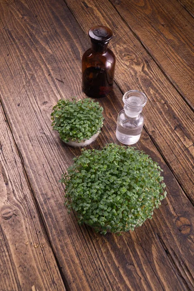 Microgreens en recipiente redondo y pequeños viales de vidrio sobre mesa de madera. Brotes, microgreens, concepto de alimentación saludable. Ciencia, biología . — Foto de Stock
