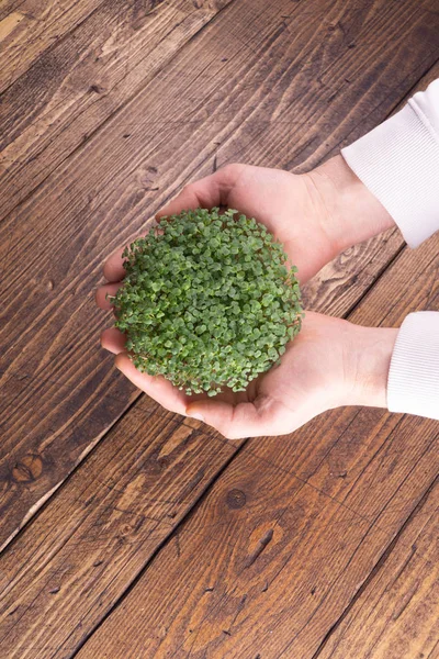 Fresh microgreen sprouts in male hands on wooden background. Ecology, biology, microgreens concept. — Stock Photo, Image