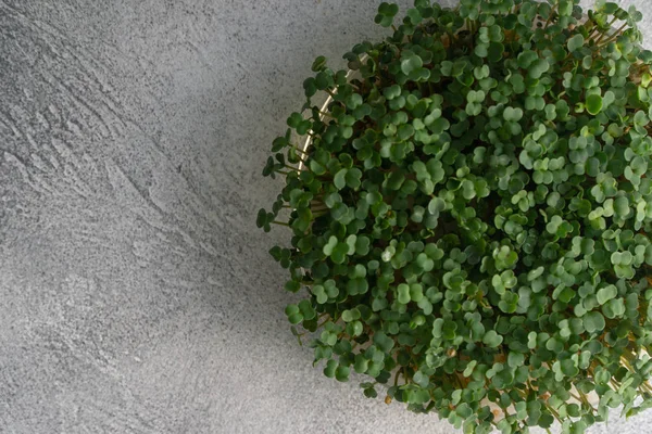 Germogli di rucola che crescono in piatto rotondo su tavolo strutturato luminoso, vista dall'alto con spazio copia. Cucina biologica e menù . — Foto Stock