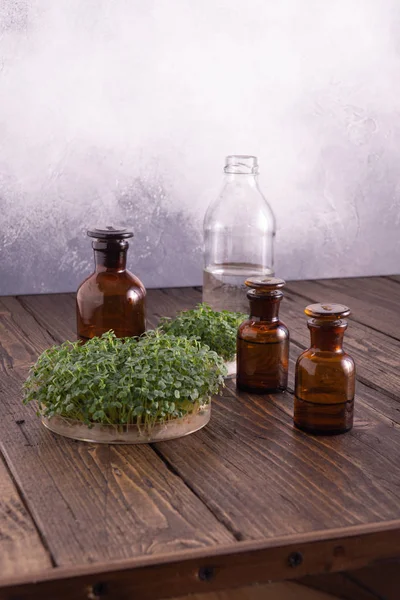 Micro greens in ronde container en kleine glazen flesjes op houten tafel. Spruiten, micro greens, gezond eetconcept. Wetenschap, biologie. — Stockfoto