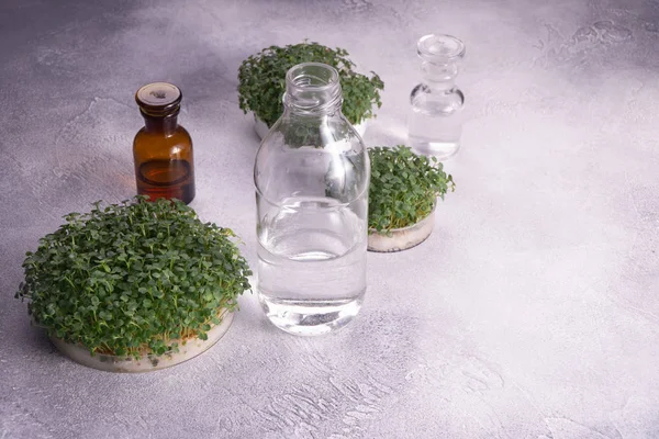 Micro greens in ronde containers en glazen flesjes op helder getextureerde oppervlak. Spruiten, micro greens, gezond eetconcept. Wetenschap, biologie. — Stockfoto
