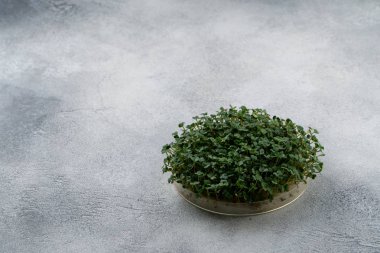 Arugula parlak dokulu masa üzerinde yuvarlak plaka büyüyen filiz, kopya alanı ile. Organik pişirme ve diyet.