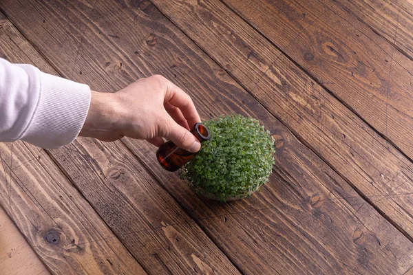 Manliga hand vattning Microgreens på rustik trä bakgrund. Vetenskap, biologi, Microgreens Concept. — Stockfoto