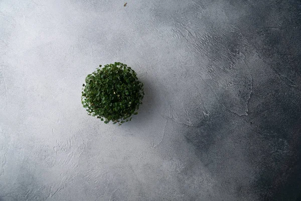 Brotos de Arugula crescendo em placa redonda em mesa texturizada brilhante, vista superior com espaço de cópia. Cozinha orgânica e menu . — Fotografia de Stock