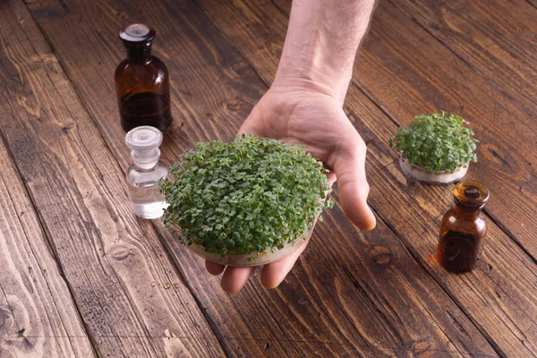 Färska mikrogröna groddar i manliga hand och glasflaskor på rustik trä bakgrund. Ekologi, biologi, Microgreens. — Stockfoto