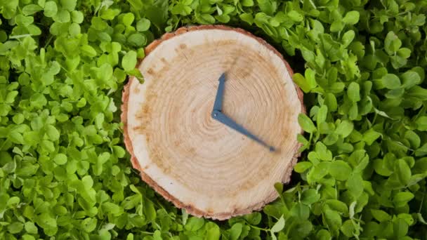 Clock hands on a tree stump. CG animation. Concept of ecology and environment problem, deforestation. Seamless loop animation, cinemagraph. — Stock Video