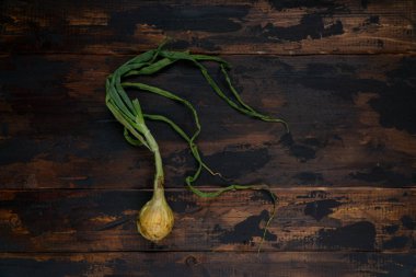 Kırsal ahşap masa üzerinde yaprakları olan organik soğan. Yemek arkaplanı. Ampul soğanı, yeşil yay. Üst görünüm.