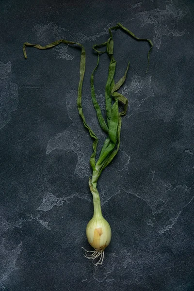 Cebola orgânica na superfície texturizada escura. Fundo alimentar. Cebolas de bolbo, primavera verde. Vista superior . — Fotografia de Stock