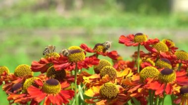 Arılar nektar toplayarak turuncu çiçekler etrafında sinek.