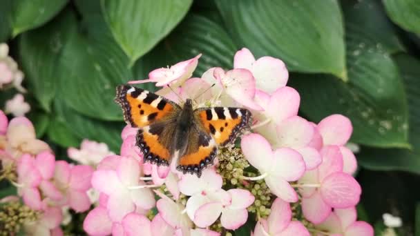 Černý a oranžový motýl nad růžovými květy. Velká mučička na zahradě. — Stock video