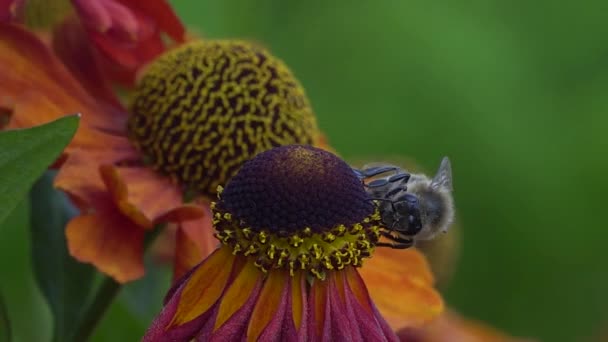 Bijen verzamelen nectar van een rode bloem op een groene rugronde. Levendig close-up beeldmateriaal. — Stockvideo