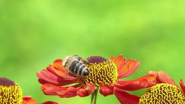 Včela sbírající nektar z červené květiny na zeleném krovedu. Pulzující těsné záběry. — Stock video