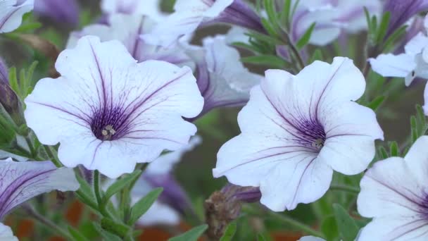 Flores de petunia rayadas blancas y púrpuras en el viento. Flores de jardín hermoso primer plano . — Vídeos de Stock