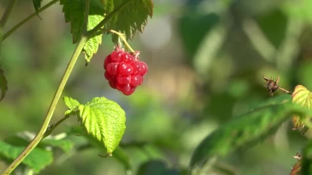 Raspberry picked by farmer close shot. Ripe delicious raspberry swaying in the wind. — Stock Video