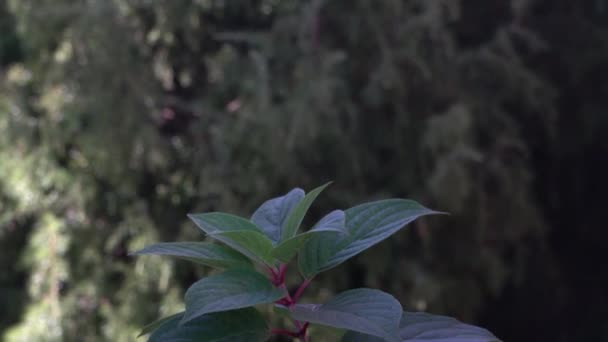 Plant met rode stengel en groene bladeren wuivende in de wind met groen blad op de achtergrond. Neerwaartse dia-opname. — Stockvideo